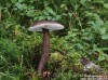 ryzec černohlávek (Houby), Lactarius lignyotus (Fungi)